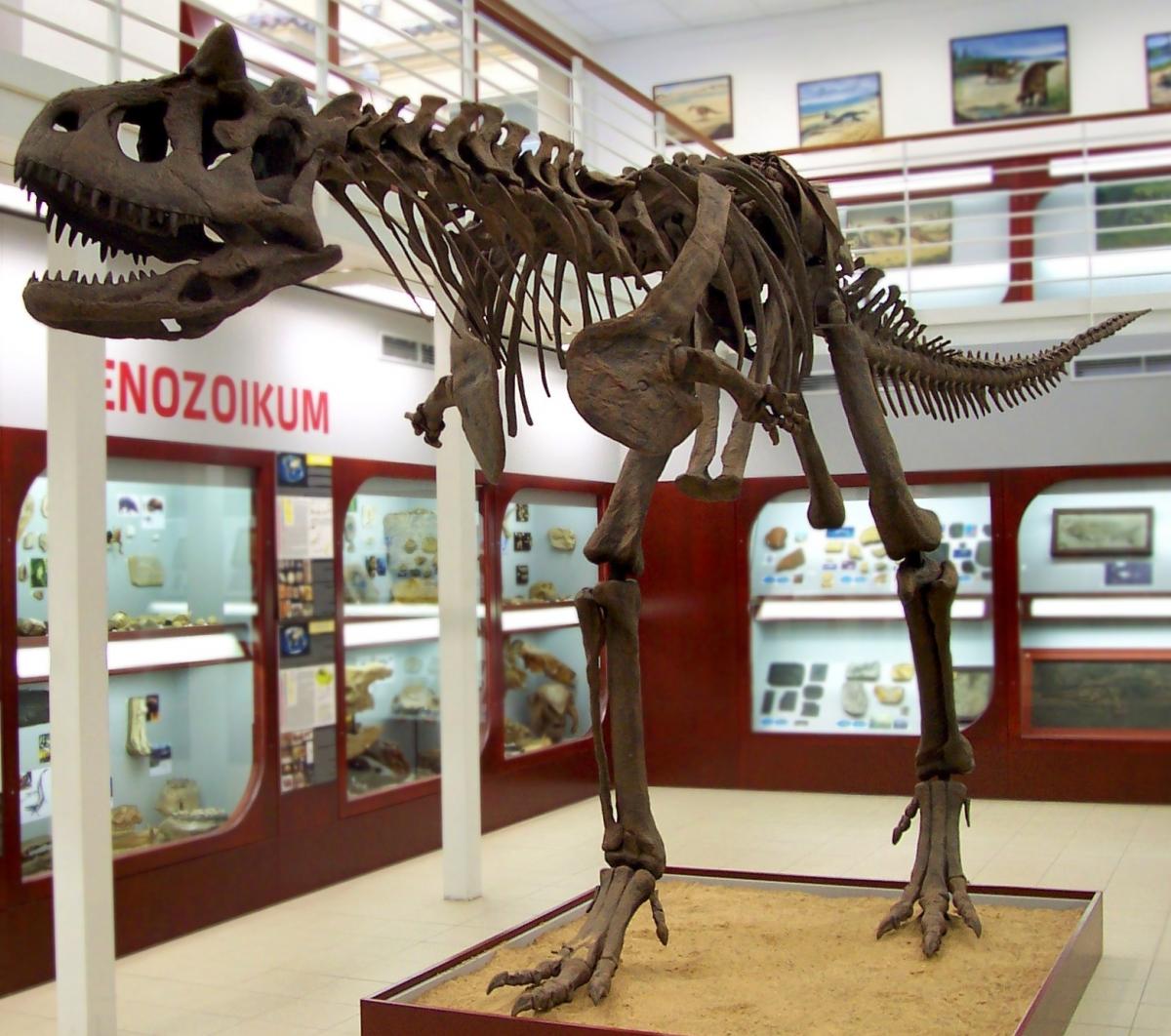 Carnotosaurus