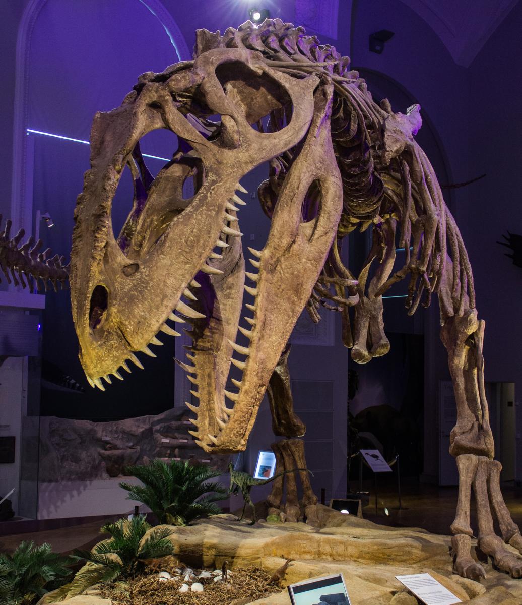 Giganotosaurus